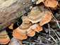 Bársonyos réteggomba (Stereum subtomentosum), Budai-hegység